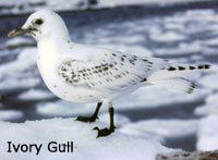 Ivory Gull