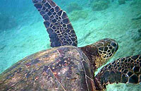 Sea turtle