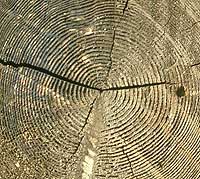 Tree rings