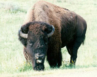 Bison