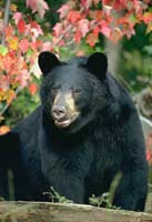 Black Bear