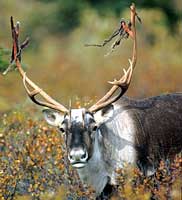 Caribou