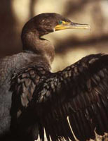 Double crested Cormoront
