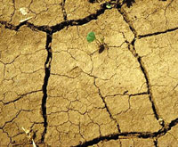 Drought image