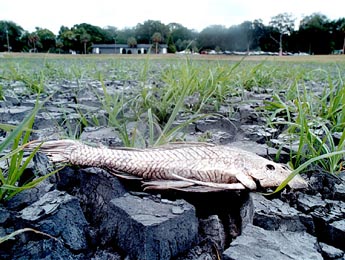 Fish in Dry River
