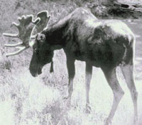 Moose from the Terms of Reference