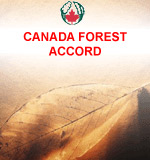 Forest Accord Cover image