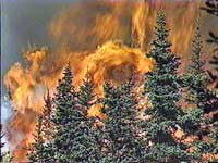 forest fire image