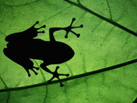 Frog in shadow