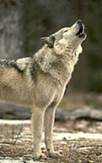 grey wolf