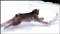 Lynx and snow hare