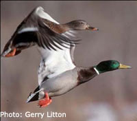 Mallard ducks