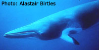 Minke Whale