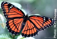 Monarch butterfly