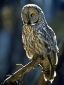 Great Grey Owl