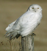 Snowy Owl by Ann Cook