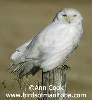 Snowy Owl by Ann Cook
