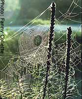 Spider webs