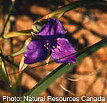 Western Spiderwort