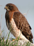 Swaison's Hawk by Ann Cook