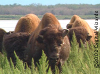 Wood Buffalo